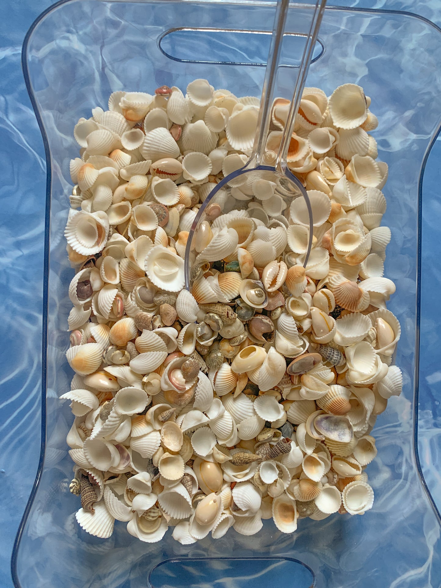 Seashell Confetti
