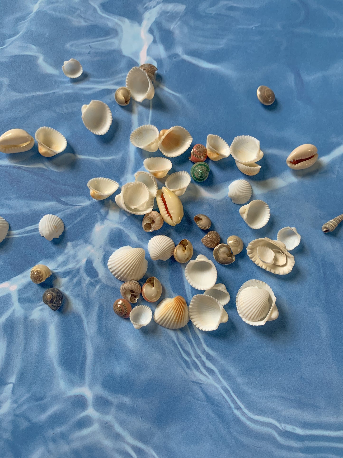 Seashell Confetti